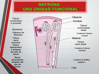 Cápsula
Corteza
Médula
Cáliz
Túbulo
contornead
o proximal
Glomérulo
Cápsula de
Bowman
Túbulo
recto
proximal
Rama
descendent
e delgada
del asa de
Henle
Rama
ascendente
delgada del
asa de
Henle
Túbulo
recto distal
Túbulo
contorneado
distal
Conducto Colector
cortical
Conducto Colector
medular
Conducto de Bellini
(papilar)
NEFRONA
UNA UNIDAD FUNCIONAL
 