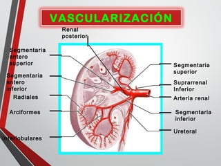 VASCULARIZACIÓN
Arteria renal
Renal
posterior
Segmentaria
superior
Segmentaria
inferior
Segmentaria
antero
superior
Segmentaria
antero
inferior
Suprarrenal
Inferior
Ureteral
Interlobulares
Arciformes
Radiales
 