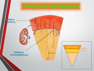 TIPOS DE NEFRONAS
NEFRONANEFRONA
CORTICALCORTICAL
NEFRONANEFRONA
YUXTAMEDULARYUXTAMEDULAR
Médula
externa
Médula
interna
Franja externa
Franja interna
 