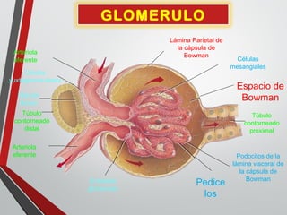 GLOMERULO
Arteriola
aferente
Arteriola
eferente
Mácula
densa
Túbulo
contorneado
distal
Células
mesangiales
Espacio de
Bowman
Túbulo
contorneado
proximal
Podocitos de la
lámina visceral de
la cápsula de
Bowman
Pedice
los
Endotelio
glomerular
Lámina Parietal de
la cápsula de
Bowman
Células
yuxtaglomerulares
 