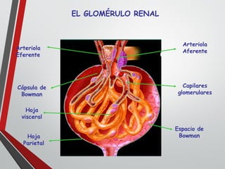 EL GLOMÉRULO RENAL
Arteriola
Aferente
Capilares
glomerulares
Espacio de
Bowman
Cápsula de
Bowman
Arteriola
Eferente
Hoja
visceral
Hoja
Parietal
 