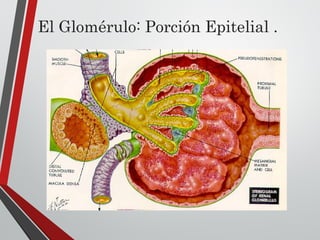 El Glomérulo: Porción Epitelial .
 