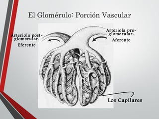 El Glomérulo: Porción Vascular
Arteriola pre-
glomerular.
Aferente
Arteriola post-
glomerular.
Eferente
Los Capilares
 