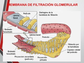 MEMBRANA DE FILTRACIÓN GLOMERULAR
 
