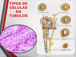 TIPOS DE
CELULAS
EN
TUBULOS
 