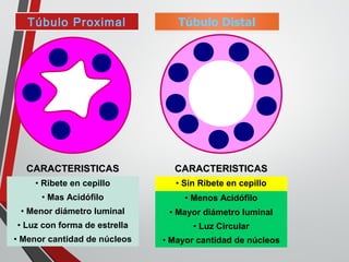 Túbulo Proximal
CARACTERISTICASCARACTERISTICAS
• Ribete en cepillo
• Mas Acidófilo
• Menor diámetro luminal
• Luz con forma de estrella
• Menor cantidad de núcleos
CARACTERISTICASCARACTERISTICAS
• Sin Ribete en cepillo
• Menos Acidófilo
• Mayor diámetro luminal
• Luz Circular
• Mayor cantidad de núcleos
 