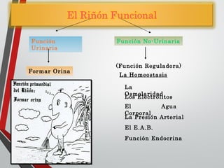Función
Urinaria
Función No-Urinaria
Formar Orina
(Función Reguladora)
La Homeostasis
La
Osmolaridad
Los Electrolitos
El Agua
Corporal
La Presión Arterial
El E.A.B.
Función Endocrina
 