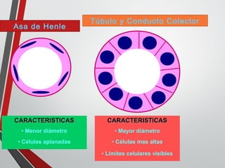 Asa de Henle
Túbulo y Conducto Colector
CARACTERISTICASCARACTERISTICAS
• Menor diámetro
• Células aplanadas
CARACTERISTICASCARACTERISTICAS
• Mayor diámetro
• Células mas altas
• Límites celulares visibles
 