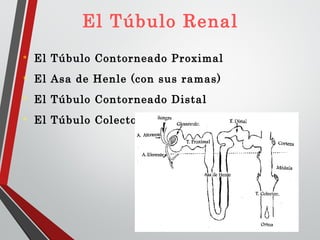 El Túbulo Renal
 El Túbulo Contorneado Proximal
 El Asa de Henle (con sus ramas)
 El Túbulo Contorneado Distal
 El Túbulo Colector
 