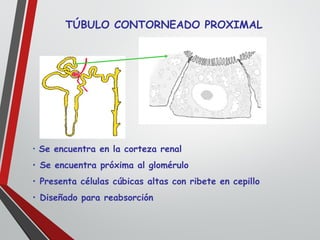 TÚBULO CONTORNEADO PROXIMAL
• Se encuentra en la corteza renal
• Se encuentra próxima al glomérulo
• Presenta células cúbicas altas con ribete en cepillo
• Diseñado para reabsorción
 