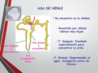 ASA DE HENLE
Asa delgada
o
descendente
Asa
propiamente
dicha
Asa gruesa
o
ascendente
• Se encuentra en la médula
• Revestido por células
cúbicas muy bajas
• P. Delgada: Diseñado
especialmente para
concentrar la orina
• P. Gruesa: Impermeable al
agua, transporte activo de
Cloruro
 