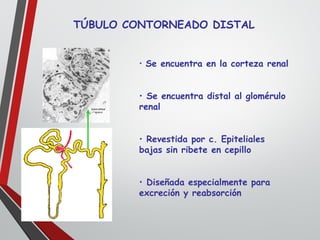 TÚBULO CONTORNEADO DISTAL
• Se encuentra en la corteza renal
• Se encuentra distal al glomérulo
renal
• Revestida por c. Epiteliales
bajas sin ribete en cepillo
• Diseñada especialmente para
excreción y reabsorción
 