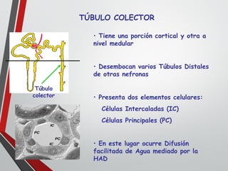 TÚBULO COLECTOR
Túbulo
colector
• Tiene una porción cortical y otra a
nivel medular
• Desembocan varios Túbulos Distales
de otras nefronas
• Presenta dos elementos celulares:
Células Intercaladas (IC)
Células Principales (PC)
• En este lugar ocurre Difusión
facilitada de Agua mediado por la
HAD
 