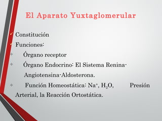 El Aparato Yuxtaglomerular
 Constitución
 Funciones:
 Órgano receptor
 Órgano Endocrino: El Sistema Renina-
Angiotensina-Aldosterona.
 Función Homeostática: Na+
, H2O, Presión
Arterial, la Reacción Ortostática.
 