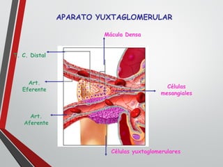 APARATO YUXTAGLOMERULAR
Mácula Densa
Células yuxtaglomerulares
Células
mesangiales
T. C. Distal
Art.
Aferente
Art.
Eferente
 