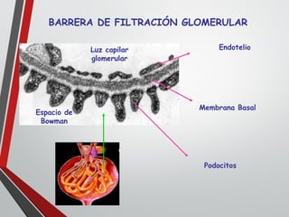 Luz capilar
glomerular
Espacio de
Bowman
Endotelio
Membrana Basal
Podocitos
BARRERA DE FILTRACIÓN GLOMERULAR
 