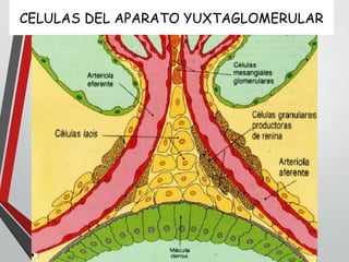 CELULAS DEL APARATO YUXTAGLOMERULAR
 
