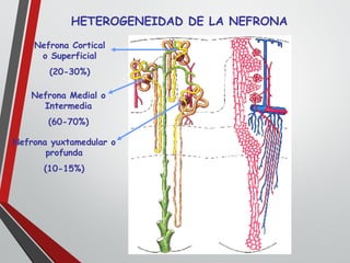 HETEROGENEIDAD DE LA NEFRONA
Nefrona Cortical
o Superficial
(20-30%)
Nefrona Medial o
Intermedia
(60-70%)
Nefrona yuxtamedular o
profunda
(10-15%)
 