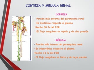 CORTEZA Y MEDULA RENAL
CORTEZA
• Porción más externa del parenquima renal
• Es Isotónica respecto al plasma
•Recibe 88 % del FSR
• El flujo sanguíneo es rápido y de alta presión
MÉDULA
• Porción más interna del parenquima renal
• Es Hipertónica respecto al plasma
•Recibe 12 % del FSR
• El flujo sanguíneo es lento y de baja presión
 