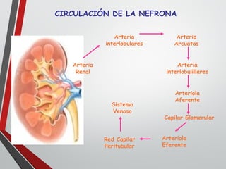 CIRCULACIÓN DE LA NEFRONA
Arteria
Renal
Arteria
interlobulares
Arteria
Arcuatas
Arteria
interlobulillares
Arteriola
Aferente
Capilar Glomerular
Arteriola
Eferente
Red Capilar
Peritubular
Sistema
Venoso
 
