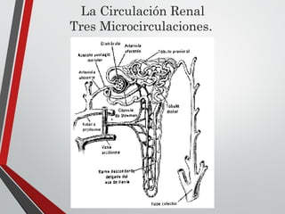 La Circulación Renal
Tres Microcirculaciones.
 