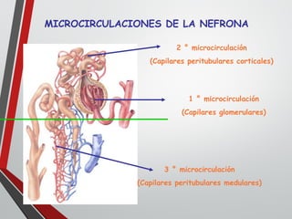 MICROCIRCULACIONES DE LA NEFRONA
1 ° microcirculación
(Capilares glomerulares)
2 ° microcirculación
(Capilares peritubulares corticales)
3 ° microcirculación
(Capilares peritubulares medulares)
 