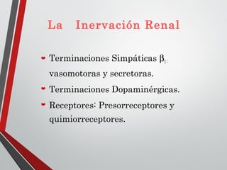 La Inervación Renal
Terminaciones Simpáticas β1 :
vasomotoras y secretoras.
Terminaciones Dopaminérgicas.
Receptores: Presorreceptores y
quimiorreceptores.
 
