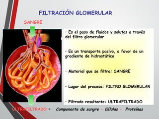 FILTRACIÓN GLOMERULAR
• Es el paso de fluidos y solutos a través
del filtro glomerular
• Es un transporte pasivo, a favor de un
gradiente de hidrostático
• Material que se filtra: SANGRE
• Lugar del proceso: FILTRO GLOMERULAR
• Filtrado resultante: ULTRAFILTRADO
SANGRE
ULTRAFILTRADO = Componente de sangre - Células - Proteínas
 