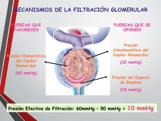FUERZAS QUE
FAVORECEN
FUERZAS QUE SE
OPONEN
MECANISMOS DE LA FILTRACIÓN GLOMERULAR
Presión Hidrostática
del Capilar
Glomerular
(60 mmHg)
Presión
Coloidosmótica del
Capilar Glomerular
(32 mmHg)
Presión del Espacio
de Bowman
(18 mmHg)
Presión Efectiva de Filtración: 60mmHg – 50 mmHg = 10 mmHg
 