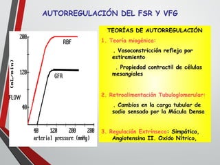 AUTORREGULACIÓN DEL FSR Y VFG
TEORÍAS DE AUTORREGULACIÓN
1. Teoría miogénica:
. Vasoconstricción refleja por
estiramiento
. Propiedad contractil de células
mesangiales
2. Retroalimentación Tubuloglomerular:
. Cambios en la carga tubular de
sodio sensado por la Mácula Densa
3. Regulación Extrínseca: Simpático,
Angiotensina II. Oxido Nítrico,
 