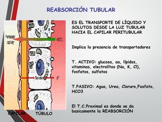 REABSORCIÓN TUBULAR
ES EL TRANSPORTE DE LÍQUIDO Y
SOLUTOS DESDE LA LUZ TUBULAR
HACIA EL CAPILAR PERITUBULAR
Implica la presencia de transportadores
T. ACTIVO: glucosa, aa, lípidos,
vitaminas, electrolítos (Na, K, Cl),
fosfatos, sulfatos
T.PASIVO: Agua, Urea, Cloruro,Fosfato,
HCO3
El T.C.Proximal es donde se da
basicamente la REABSORCIÓN
CAPILAR TÚBULO
 