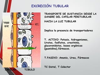 EXCRECIÓN TUBULAR
CAPILAR TÚBULO
TRANSPORTE DE SUSTANCIA DESDE LA
SANGRE DEL CAPILAR PERITUBULAR
HACIA LA LUZ TUBULAR
Implica la presencia de transportadores
T. ACTIVO: Potasio, hidrogeniones,
Uratos, fodfatos, creatinina,
glucoronidatos, bases orgánicas
(guanidina),fármacos.
T.PASIVO: Amonio, Urea, Fármacos
TC Distal, T Colector
 
