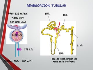 REABSORCIÓN TUBULAR
VFG: 125 ml/min
7.500 ml/h
180.000 ml/d
(180 L/d)
ORINA: 800-1.400 ml/d
178 L/d
65%
15%
10%
9.3%
Tasa de Reabsorción de
Agua en la Nefrona
 
