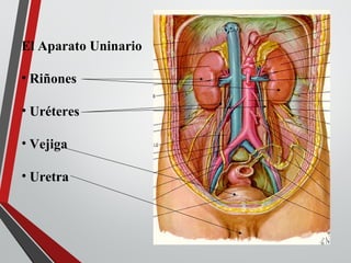 El Aparato Uninario
• Riñones
• Uréteres
• Vejiga
• Uretra
 