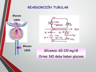REABSORCIÓN TUBULAR
Glucosa
100%
Glucosa
100% Glicemia: 60-110 mg/dl
Orina: NO debe haber glucosa
 
