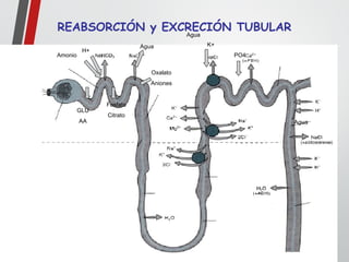 GLU
AA
Fosfato
Citrato
Agua
H+
Oxalato
Aniones
PO4
Agua
K+
Agua
Amonio
REABSORCIÓN y EXCRECIÓN TUBULAR
 