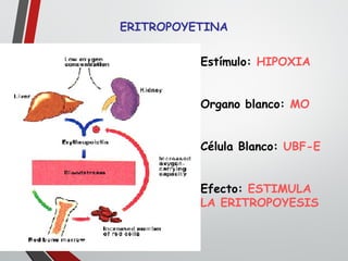 ERITROPOYETINA
Estímulo: HIPOXIA
Organo blanco: MO
Célula Blanco: UBF-E
Efecto: ESTIMULA
LA ERITROPOYESIS
 