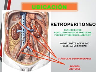 RETROPERITONEO
ESPACIO ENTRE
PERITONEO PARIETAL POSTERIOR
PARED POSTERIOR DEL ABDOMEN
VASOS (AORTA y CAVA INF)
CADENAS LINFÁTICAS
GLÁNDULAS SUPRARRENALES
RIÑONES
URETERES
CC
AA
VV
AA
II
NN
FF
EE
RR
II
OO
RR
AA
OO
RR
TT
AA
RR
II
ÑÑ
ÓÓ
NN
RR
II
ÑÑ
ÓÓ
NN
UBICACIÓN
 