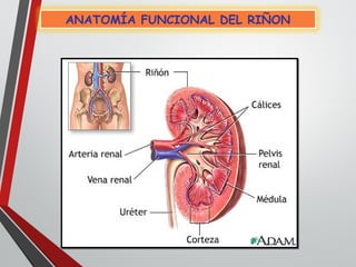 ANATOMÍA FUNCIONAL DEL RIÑON
 