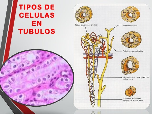Fisiologia renal