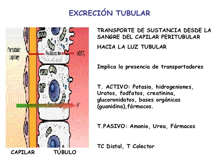 luz tubular luz tubular