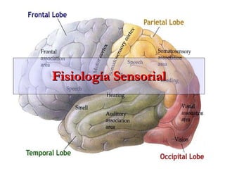 Fisiología Sensorial 