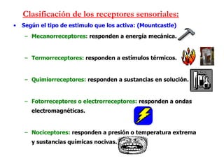 Clasificación de los receptores sensoriales: Según el tipo de estimulo que los activa: (Mountcastle) Mecanorreceptores:  responden a energía mecánica. Termorreceptores:  responden a estímulos térmicos. Quimiorreceptores:  responden a sustancias en solución. Fotorreceptores o electrorreceptores:  responden a ondas electromagnéticas. Nociceptores:  responden a presión o temperatura extrema y sustancias químicas nocivas. 