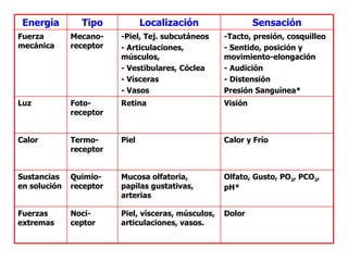 Visión Retina Foto-receptor Luz Olfato, Gusto, PO 2 , PCO 2 , pH* Mucosa olfatoria, papilas gustativas, arterias Quimio-receptor Sustancias en solución Dolor Piel, vísceras, músculos, articulaciones, vasos. Noci-ceptor Fuerzas extremas Calor y Frío Piel Termo-receptor Calor -Tacto, presión, cosquilleo - Sentido, posición y movimiento-elongación - Audición - Distensión Presión Sanguínea* -Piel, Tej. subcutáneos - Articulaciones, músculos,  - Vestibulares, Cóclea - Vísceras - Vasos Mecano-receptor Fuerza mecánica Sensación Localización Tipo Energía 