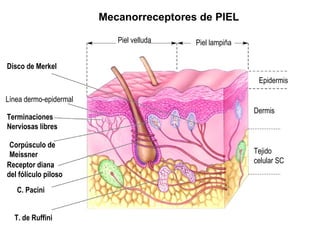 Disco de Merkel Línea dermo-epidermal Terminaciones Nerviosas libres Corpúsculo de Meissner Receptor diana del fólículo piloso C. Pacini T. de Ruffini Mecanorreceptores de PIEL Piel velluda Piel lampiña Epidermis Dermis Tejido celular SC 