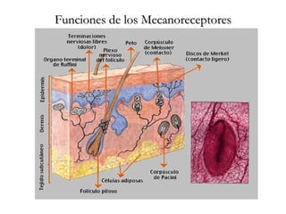Funciones de los Mecanoreceptores 