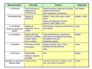 Rápida Contacto inicial de los objetos con la piel. (velocidad y dirección) Folículo Piloso Receptor en Diana del Folículo Piloso Rápida Frío Superficiales Lengua y órganos sexuales C. De Krauss Lenta Presión continua, Peso, Tacto, Rotación de articulaciones. Calor Profundos, Dermis. Piel Vellosa T. de Ruffini Rápida Tacto discriminativo, vibración de baja frecuencia, detecta movimiento de objetos en la piel. Identifican textura. Papilas dérmicas. Punta de los dedos, lengua, labios. Piel no vellosa. C. de Meissner Lenta Deformación mecánica continua de la piel, textura Debajo de Epidermis. Piel no vellosa D. de Merkel (Órgano receptor de IGGO) Rápida y Lenta Fibras C: Sexo, Picor calor y dolor lento. Fibras Ad: Detección de Tacto grosero, dolor rápido y frío. Debajo de Epidermis Terminación libre Muy Rápida Detecta presión y Vibración (Cambios rápidos del estímulo). Mala localización del estímulo. Nivel Profundo de Hipodermis e intramuscular C. de Paccini Adaptación Función Ubicación Mecanoreceptor 