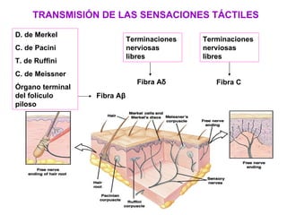 TRANSMISIÓN DE LAS SENSACIONES TÁCTILES D. de Merkel C. de Pacini T. de Ruffini C. de Meissner Órgano terminal del folículo piloso Fibra A β Terminaciones nerviosas libres Terminaciones nerviosas libres Fibra A δ Fibra C 