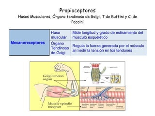 Propioceptores Husos Musculares, Órgano tendinoso de Golgi, T de Ruffini y C. de Paccini Regula la fuerza generada por el músculo al medir la tensión en los tendones Órgano Tendinoso de Golgi Mide longitud y grado de estiramiento del músculo esquelético Huso muscular Mecanoreceptores 