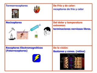 De la visión:   Bastones y conos. (retina) Receptores Electromagnéticos (Fotorreceptores) Del dolor y temperatura extremos:   terminaciones nerviosas libres. Nociceptores De Frío y de calor:  receptores de frío y calor  Termorreceptores 